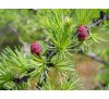 Лиственница европейская (Larix europaea) С2
